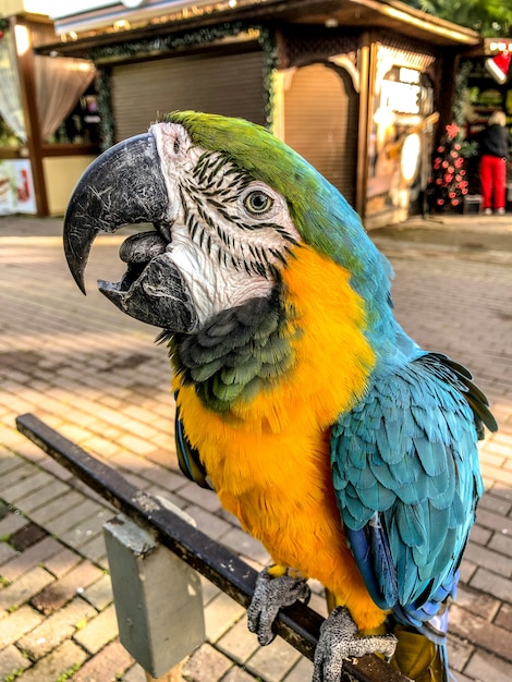 Ara Ararauna. Blau-gelbes Macawpapageienportrait. Ara Macaw Papagei