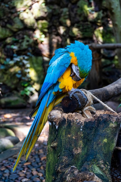 Ara ararauna Colorido de penas de pássaro de arara escarlate com tons de laranja amarelo vermelho e azul exótico fundo e textura