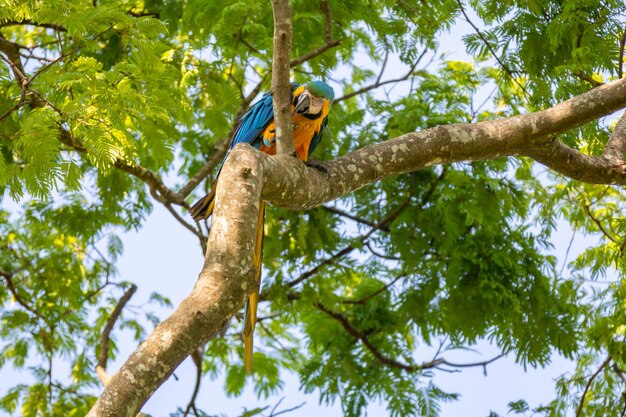 Ara ararauna salvaje también conocido como guacamayo azul y amarillo Arara Caninde es ligeramente más pequeño que otros