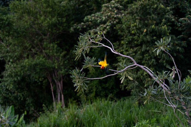 Ara auf dem Baum