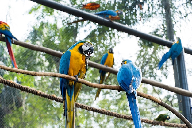 Ara Caninde essen und fliegen frei in einem Park. Arara Caninde stammt ursprünglich aus Brasilien.
