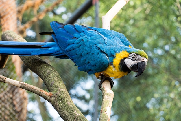 Ara Caninde essen und fliegen frei in einem Park. Arara Caninde stammt ursprünglich aus Brasilien.