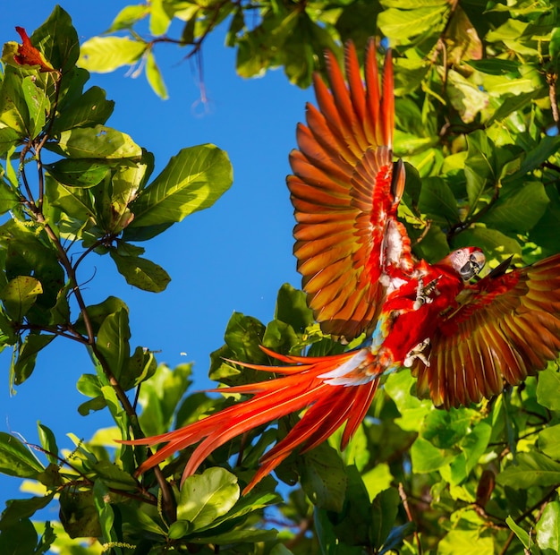 Ara guacamayo rojo en estado salvaje, Costa Rica, Centroamérica