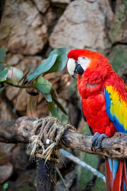 Ara macao Porträt des farbenfrohen Scarlet Macaw Papagei vor Dschungelhintergrund Zoo Mexiko