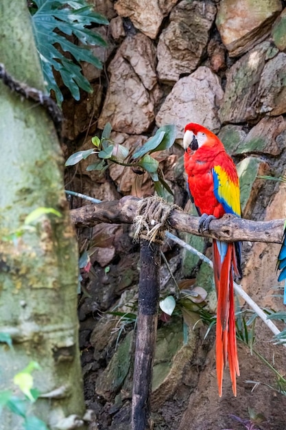 Ara macao Retrato de colorido loro guacamayo escarlata contra el fondo de la selva zoo mexico