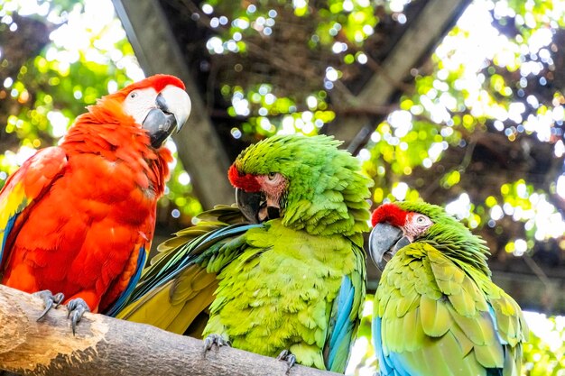 Ara macao Retrato de colorido loro guacamayo escarlata contra el fondo de la selva zoo mexico