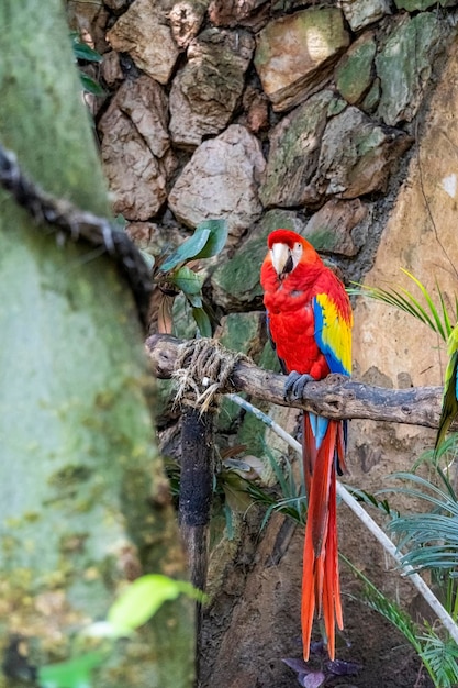 Ara macao Retrato de colorido loro guacamayo escarlata contra el fondo de la selva zoo mexico