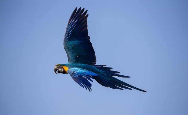 Ara-Papagei fliegt in den Himmel