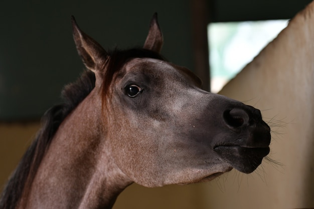 Arab Horse ist eine Pferderasse, die auf der Arabischen Halbinsel entstanden ist