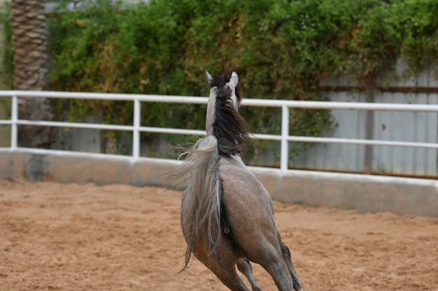 Arab Horse ist eine Pferderasse, die auf der Arabischen Halbinsel entstanden ist