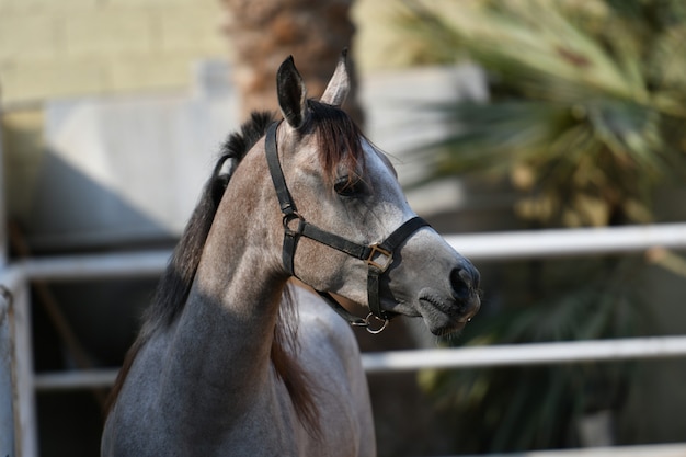 Arab Horse ist eine Pferderasse, die auf der Arabischen Halbinsel entstanden ist