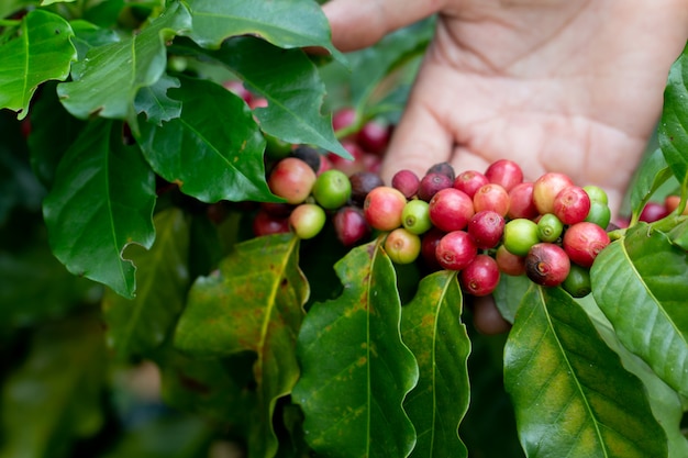 Arabica Coffee berry maduración en un árbol