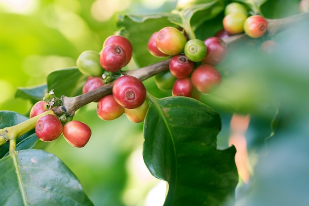 Arabica Coffee Berry madurando en un árbol