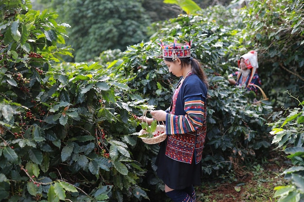 arabica crecer orgánico granja grano fresco crecimiento planta tropical hoja árbol asia verde harves