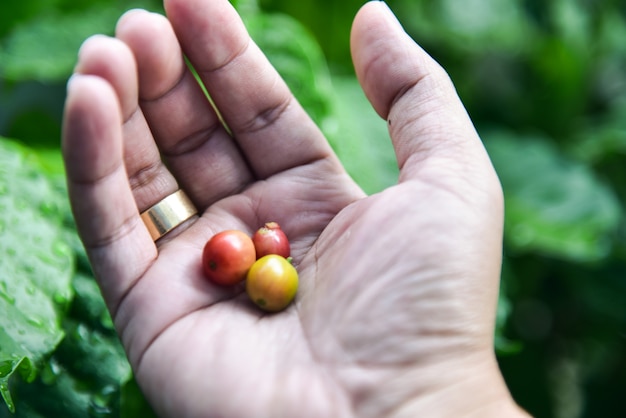 Arabica Kaffeebaum