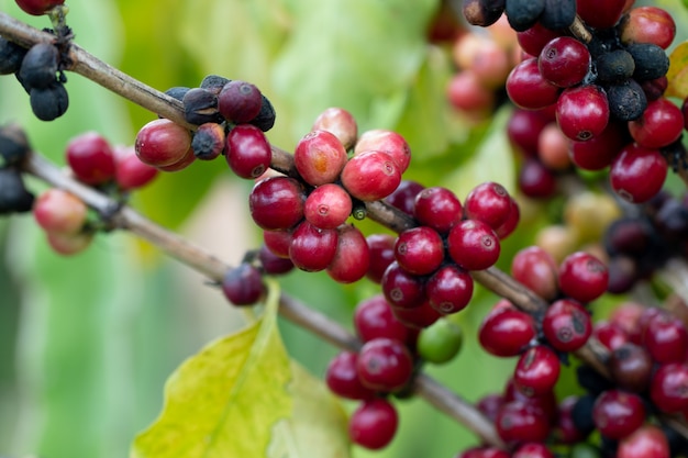 Arabica-Kaffeebeere, die auf einem Baum reift