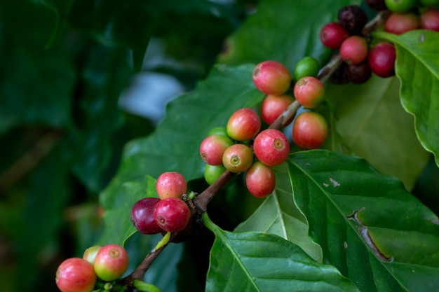 Arabica-Kaffeebeere, die auf einem Baum reift