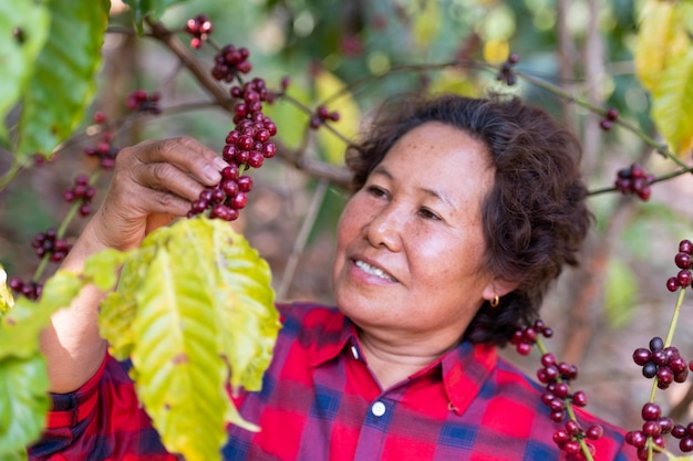 Arabica-Kaffeebeeren von asiatischen Bauernhänden Robusta- und Arabica-Kaffeebeeren von asiatischen Bauern Gia Lai Vietnam