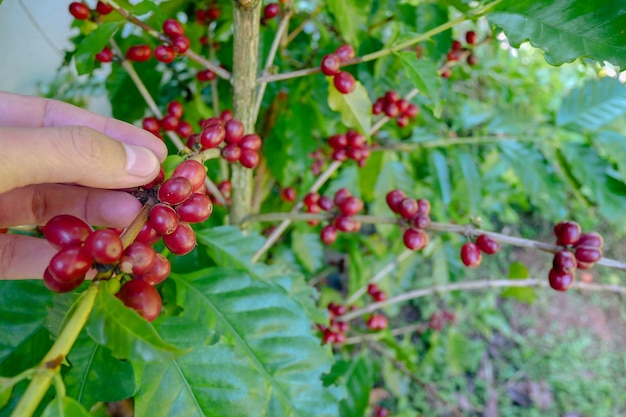 Arabica-Kaffeebohnen, von Hand ernten.