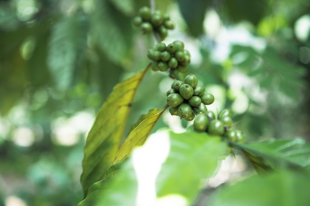 Arabica-Kaffeefrucht, die in freier Wildbahn reift