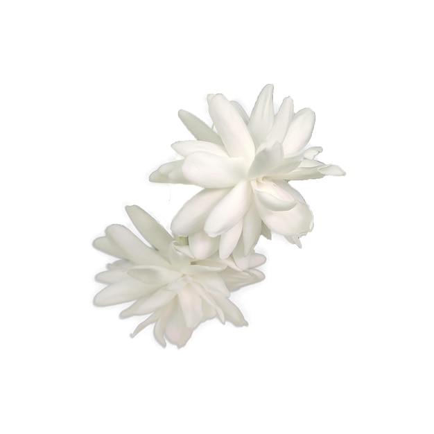 Arabische Jasminblume png Bild