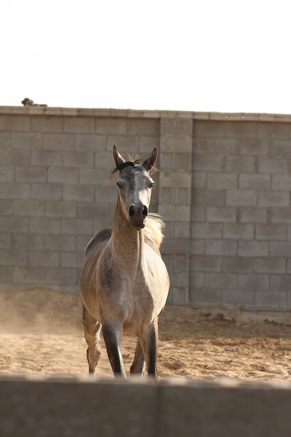 Arabisches Pferd ist eine Pferderasse, die auf der arabischen Halbinsel entstanden ist