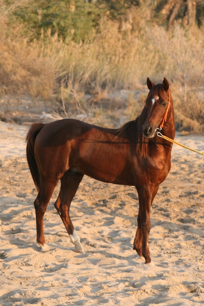 Arabisches Pferd ist eine Pferderasse, die auf der arabischen Halbinsel entstanden ist