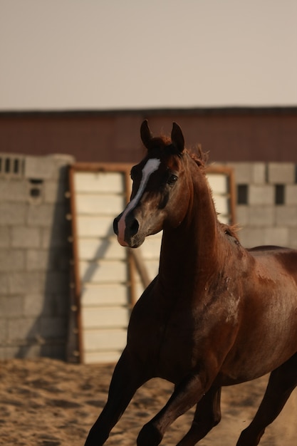 Arabisches Pferd ist eine Pferderasse, die auf der arabischen Halbinsel entstanden ist