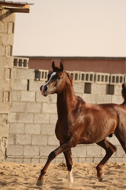 Arabisches Pferd ist eine Pferderasse, die auf der arabischen Halbinsel entstanden ist