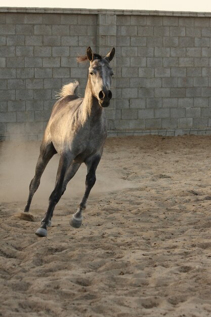 Arabisches Pferd ist eine Pferderasse, die auf der arabischen Halbinsel entstanden ist