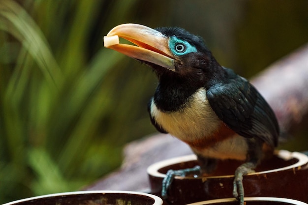 araçari de castanha