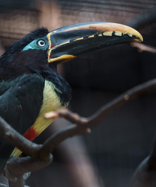 Aracari de orejas castañas