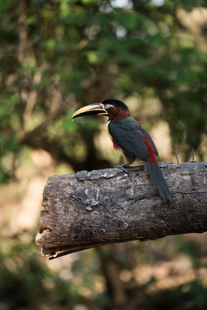 El aracari de orejas de castaño se alza en la madera