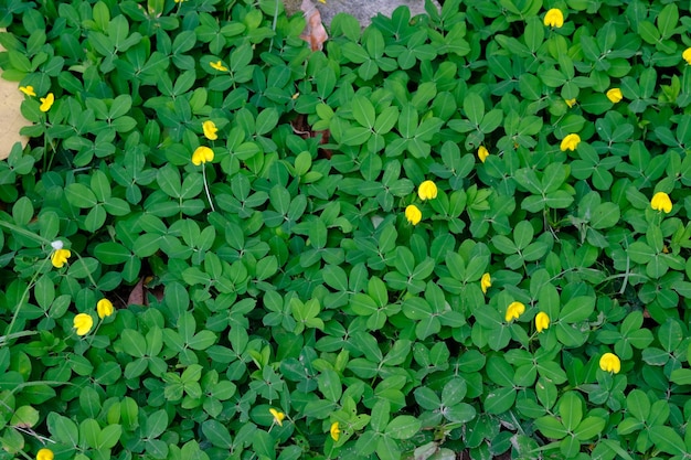 Arachis pintoi, o amendoim Pinto, é uma planta forrageira nativa da vegetação do Cerrado no Brasil. Amarelo.