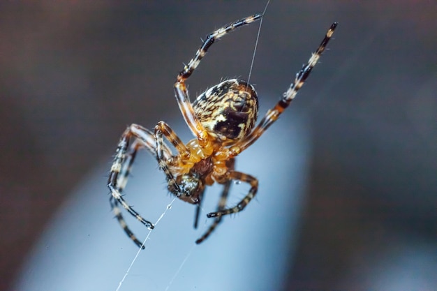 Arachnophobie Angst vor Spinnenbiss Konzept Makro Nahaufnahme Spinne auf Spinnennetz Spinnennetz auf verschwommenem Blau