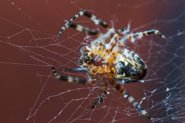 Aracnofobia miedo al concepto de picadura de araña. Macro cerrar araña en telaraña telaraña sobre fondo marrón borroso. Vida de insectos. Banner aterrador aterrador de terror para halloween.