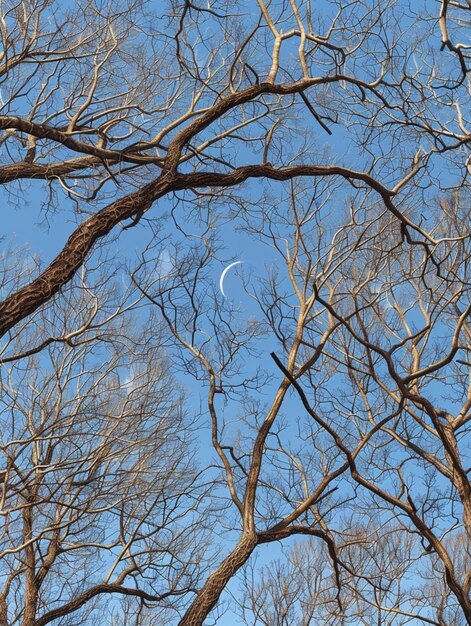 arafes en el cielo con una media luna en el fondo generativo ai