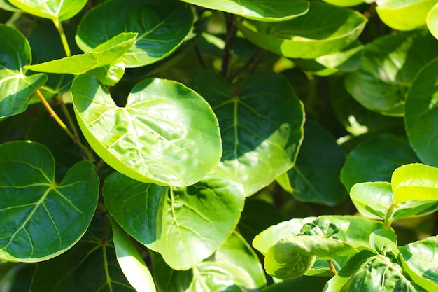 Foto aralia del escudo o el plato de la cena aralia