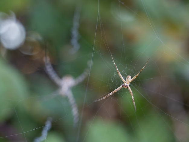 Araña 1507218087