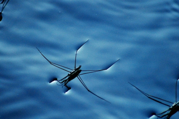 Foto araña de agua