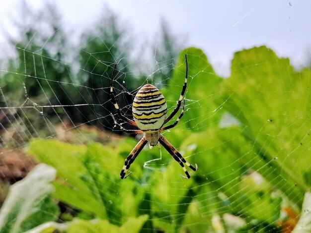 Foto araña al revés en una telaraña de cerca