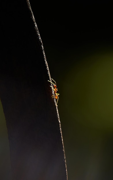 Una araña en un alambre con un fondo verde