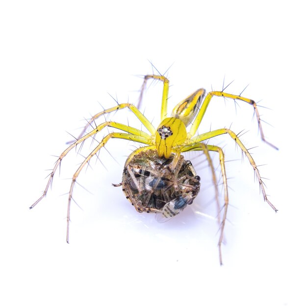 Araña amarilla con cebo