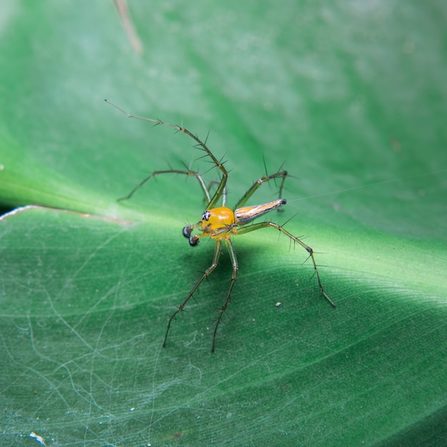 Araña amarilla en la hoja