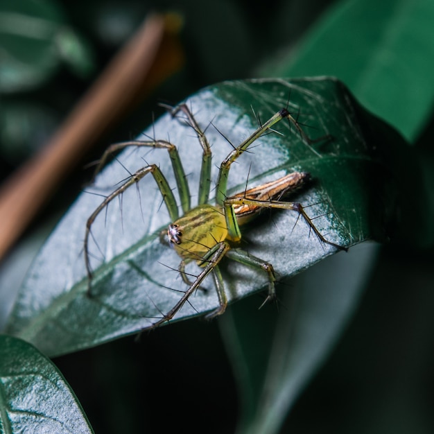 Araña amarilla en la hoja