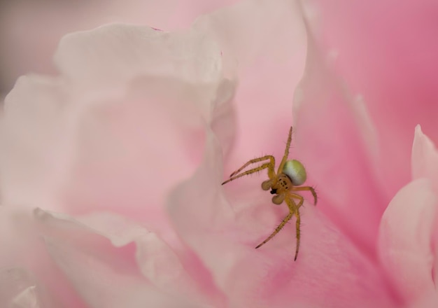 Una araña amarilla sobre fondo rosa