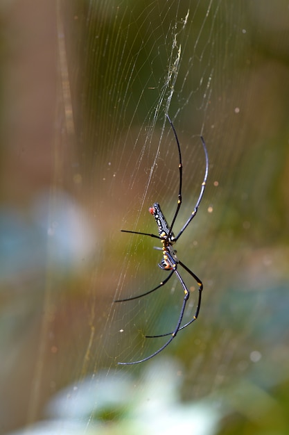 Araña amarilla en la web