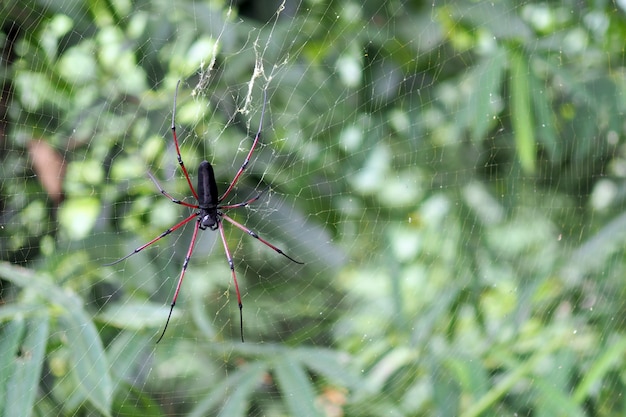 Araña en una araña web con un fondo de naturaleza.