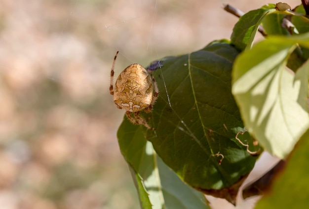 La araña Araneus diadematus con telarañas