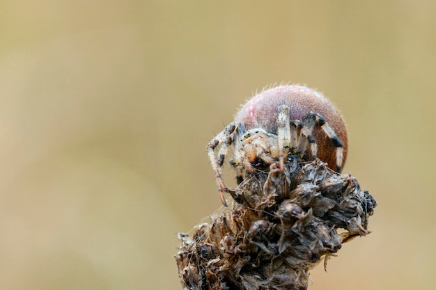 Araña Araneus teje una red Fotografía macro de primer plano